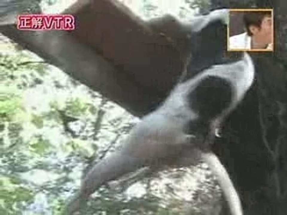Dogclimber