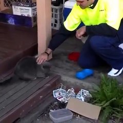 Funny Cat - Weak Spot Of Cat