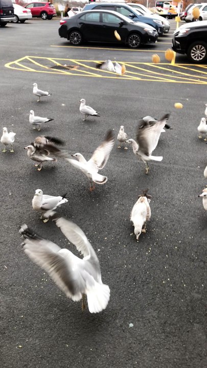 albatross