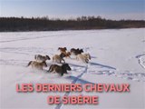 Eleveur de l'extrême : les chevaux de Sibérie