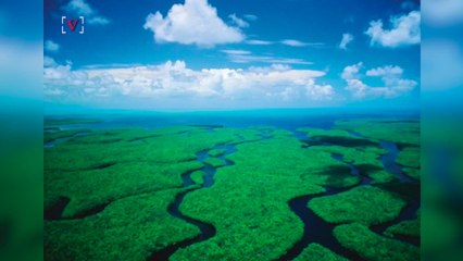 Everglades' Clean Water Program on the Chopping Block in Trump Budget Plan