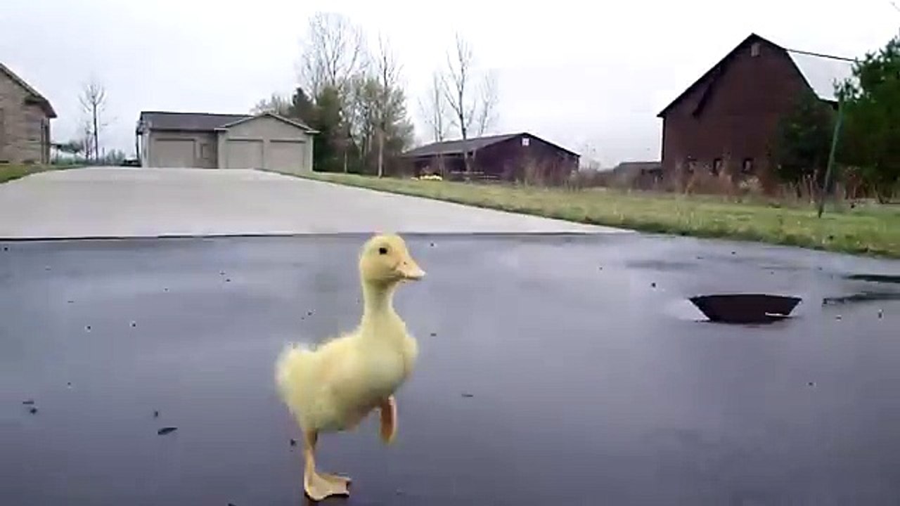 Duck Run