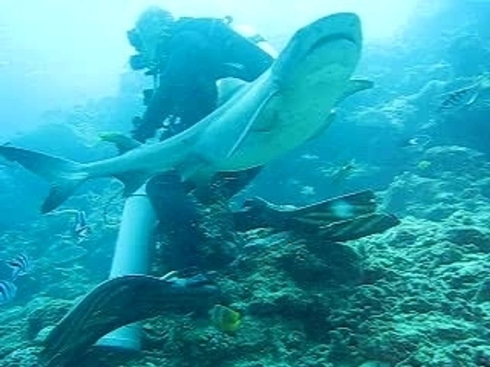 Shark Diving 2