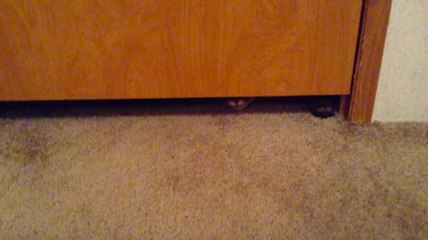 Un chat brave tous les obstacles pour rejoindre sa maîtresse !