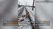 STUNNING: Dog injured and stuck on frozen train tracks saved by furry friend