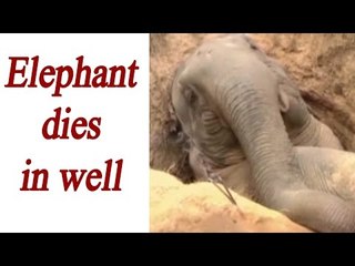 Elephant falls in well in West Bengal, Watch Video | Oneindia News