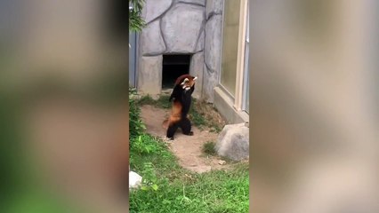 Un panda roux a une drôle de réaction en croisant un rocher