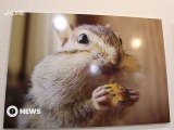 [Nyûsu Show] Expo photo – Les animaux mignons