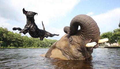 This Elephant And Dog Are The Best Of Friends