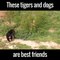 These tigers and dog est friends