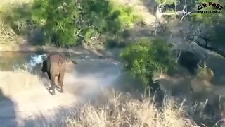 Animals Attacks On Lion vs Buffalo Lion vs Zebra animal Most Amazing Wild Animal