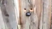 Incroyable : regardez ce que fait ce chien tous les matins ! (2)