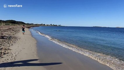 Dog and dolphin play together on Australian sea shore