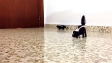 Ce bébé mouffette fait ses premiers pas. Il va vous faire craquer !