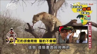 【非洲】野生花豹 食尚玩家 莎莎永烈 20151117 (7/8)