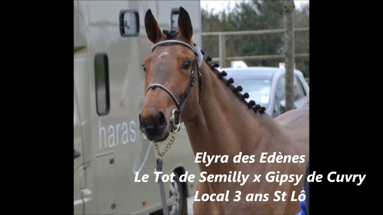 Elyra des Edènes Local 3 ans St Lô
