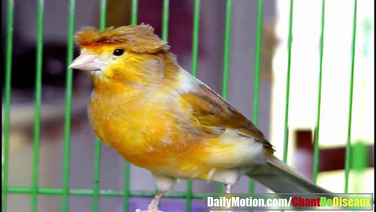 CHANT DE CANARI Vidéo Dailymotion