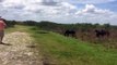 Un cheval sauvage attaque un alligator dans une prairie en Floride.