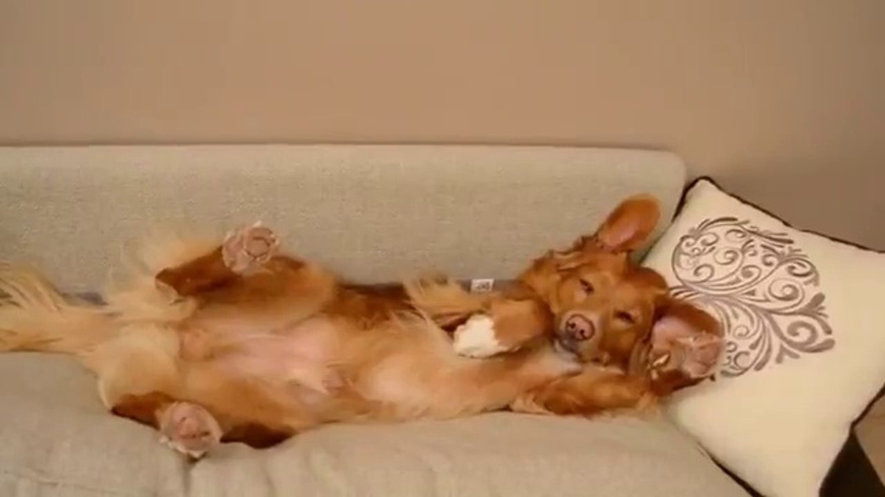 Meilleure sieste du monde pour ce chien ! Pattes en l'air !