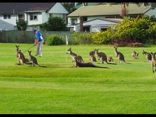 Kangaroos Crowd Australian Golf Course