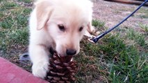 Little Cute Puppy Chewing On Pine Cone - English Cream Golden Retriever 8 Weeks Old (2 Months)