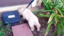 Super Funny Little Puppy Running Through Bushes - English Cream Golden Retriever 8 Weeks Old (2 Months)