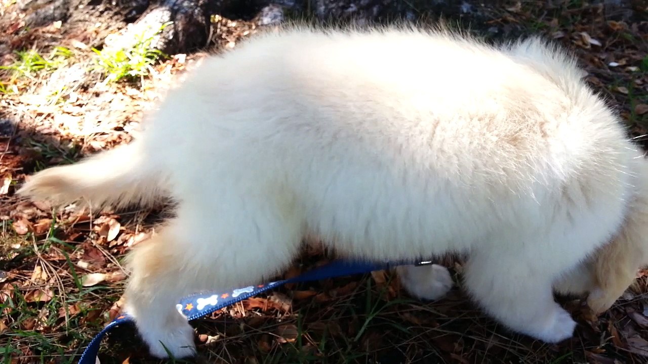 Cute Puppy's First Time in the Park & Chewing on Sticks - English Cream Golden Retriever 8 Weeks Old (2 Months)