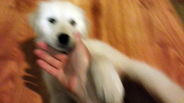 Petting & Brushing Our Sweet New Puppy - English Cream Golden Retriever 8 Weeks Old (2 Months)