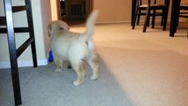 Super Adorable Puppy Carrying Kong Wubba Toy - English Cream Golden Retriever 8 Weeks Old (2 Months)
