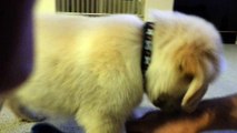 Cute Puppy Chasing Kong Wubba Toy - English Cream Golden Retriever 8 Weeks Old (2 Months)