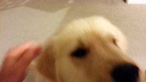 Cute Puppy Chewing On His Fur & Chasing My Hand - English Cream Golden Retriever 8 Weeks Old (2 Months)