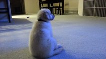 Cute Puppy Watching TV For the First Time - English Cream Golden Retriever 8 Weeks Old (2 Months)