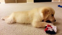 Cute Puppy Chewing on a Rope Toy - English Cream Golden Retriever 8 Weeks Old (2 Months)