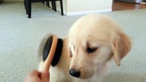 Adorable Little Puppy Loves To Be Brushed - English Cream Golden Retriever 8 Weeks Old (2 Months)