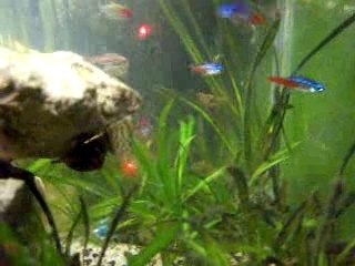 Mon aquarium...