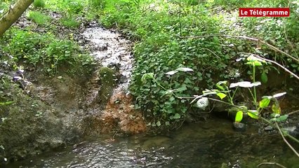 Rupture d'une fosse à lisier à Pédernec : hécatombe dans le Jaudy