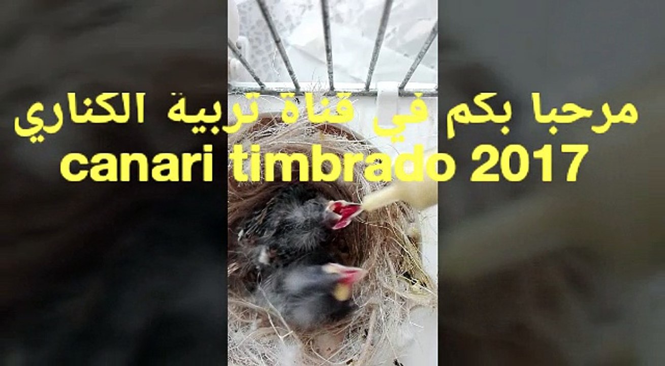 nourrissage oisillon canari timbrado 2017