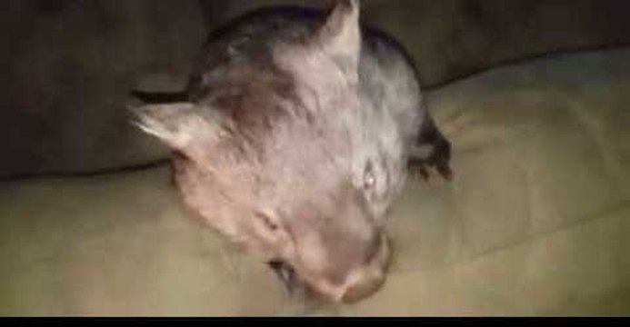 Cheeky Young Wombat Practises 'Commando Roll'