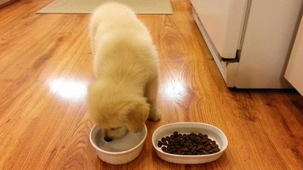 Adorable Puppy Drinking Water  - English Cream Golden Retriever 8 Weeks Old (2 Months)