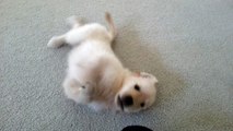 Silly Puppy Rolling Around on his Back & Chasing His Tail - English Cream Golden Retriever 8 Weeks Old (2 Months)