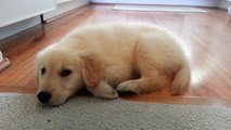 Tired Puppy Sleeping On Wood Floor After Playing - English Cream Golden Retriever 8 Weeks Old (2 Months)