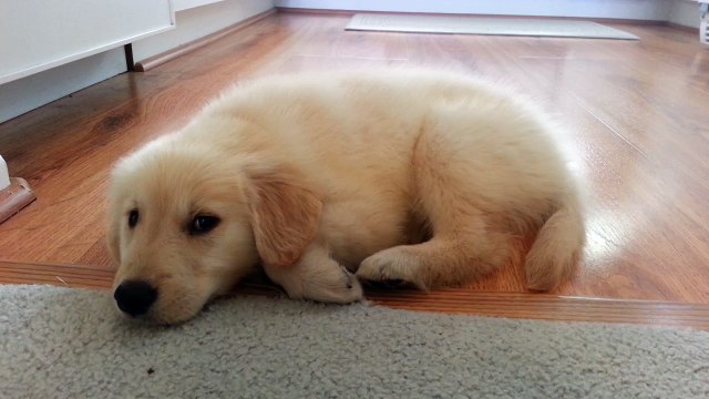Tired Puppy Sleeping On Wood Floor After Playing - English Cream Golden Retriever 8 Weeks Old (2 Months)