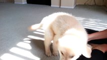 Trying to Train Cute Puppy To Sit - English Cream Golden Retriever 8 Weeks Old (2 Months)