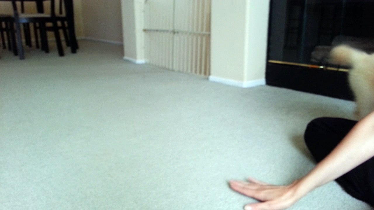 Training Cute Little Puppy To Sit - English Cream Golden Retriever 8 Weeks Old (2 Months)