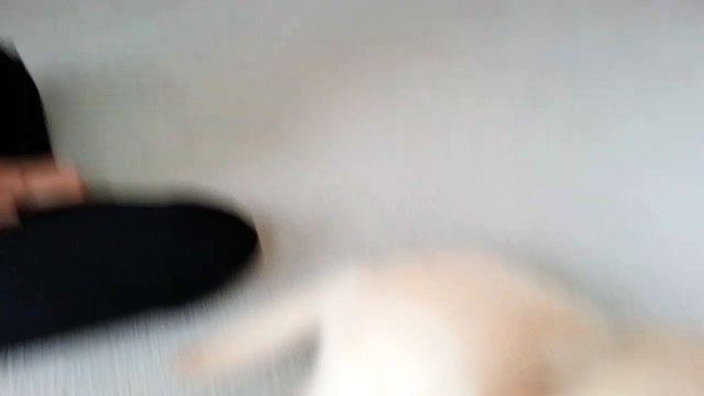 Super Funny Little Puppy Makes Silly Noise - English Cream Golden Retriever 8 Weeks Old (2 Months)