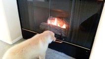 Cute Puppy First Time Seeing Gas Fireplace - English Cream Golden Retriever 8 Weeks Old (2 Months)