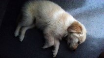 Super Cute Little Puppy Sleeping & Dreaming - English Cream Golden Retriever 8 Weeks Old (2 Months)