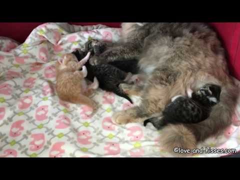 Newborn Kittens Hang Out With Momma in Cuteness Overload
