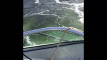 Boaters Caught in Middle of Orca Whales Hunting a Sea Lion