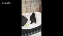 Excited French Bulldog puppy bounces around new home